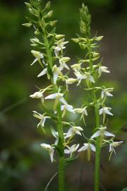 Fotografia da espécie Platanthera bifolia