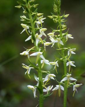 Fotografia 10 da espécie Platanthera bifolia no Jardim Botânico UTAD