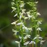 Fotografia 10 da espécie Platanthera bifolia do Jardim Botânico UTAD