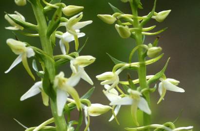 Fotografia da espécie Platanthera bifolia