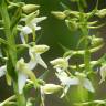 Fotografia 11 da espécie Platanthera bifolia do Jardim Botânico UTAD