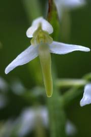 Fotografia da espécie Platanthera bifolia