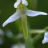 Fotografia 12 da espécie Platanthera bifolia do Jardim Botânico UTAD