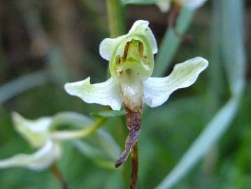 Fotografia da espécie Platanthera bifolia