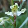 Fotografia 13 da espécie Platanthera bifolia do Jardim Botânico UTAD