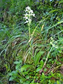 Fotografia da espécie Platanthera bifolia