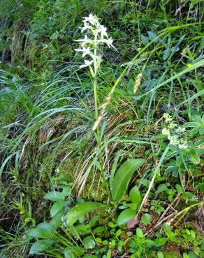 Fotografia 14 da espécie Platanthera bifolia no Jardim Botânico UTAD