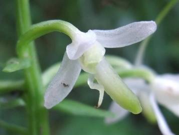 Fotografia da espécie Platanthera bifolia