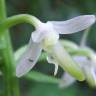 Fotografia 15 da espécie Platanthera bifolia do Jardim Botânico UTAD