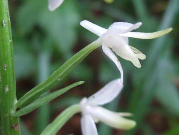 Fotografia da espécie Platanthera bifolia