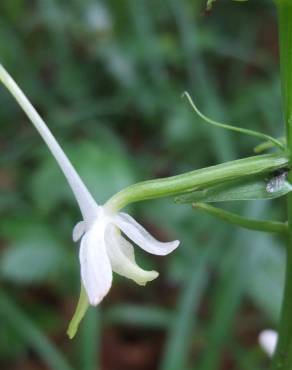 Fotografia 17 da espécie Platanthera bifolia no Jardim Botânico UTAD