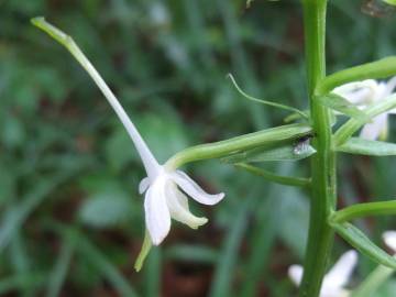 Fotografia da espécie Platanthera bifolia