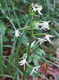 Fotografia da espécie Platanthera bifolia