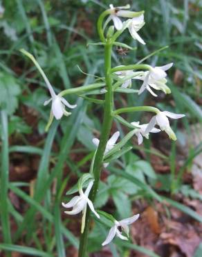 Fotografia 18 da espécie Platanthera bifolia no Jardim Botânico UTAD