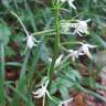 Fotografia 18 da espécie Platanthera bifolia do Jardim Botânico UTAD