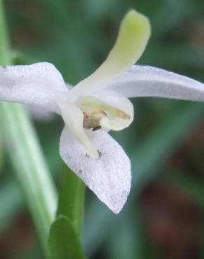 Fotografia 19 da espécie Platanthera bifolia no Jardim Botânico UTAD