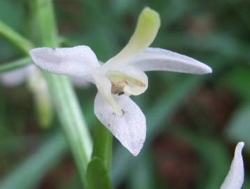 Fotografia da espécie Platanthera bifolia