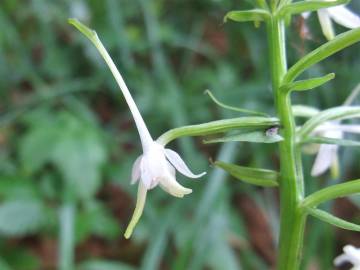 Fotografia da espécie Platanthera bifolia