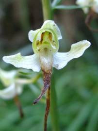 Fotografia da espécie Platanthera bifolia