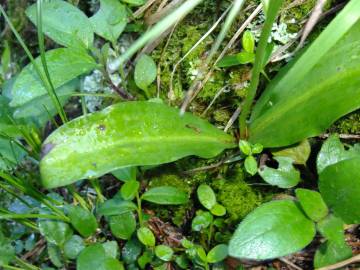 Fotografia da espécie Platanthera bifolia