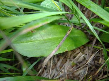 Fotografia da espécie Platanthera bifolia