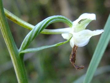 Fotografia da espécie Platanthera bifolia