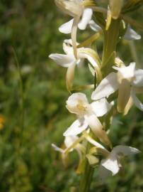 Fotografia da espécie Platanthera bifolia