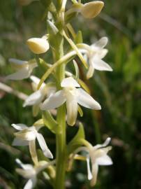 Fotografia da espécie Platanthera bifolia