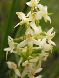 Fotografia da espécie Platanthera bifolia