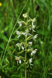 Fotografia da espécie Platanthera bifolia