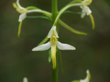 Fotografia da espécie Platanthera bifolia