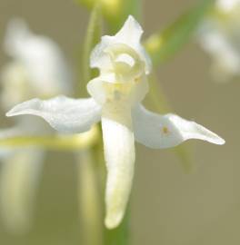 Fotografia da espécie Platanthera bifolia