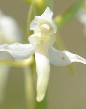 Fotografia 30 da espécie Platanthera bifolia no Jardim Botânico UTAD