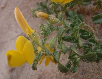 Fotografia da espécie Ononis variegata