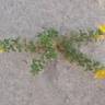 Fotografia 5 da espécie Ononis variegata do Jardim Botânico UTAD