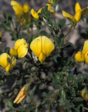 Fotografia 18 da espécie Ononis variegata no Jardim Botânico UTAD