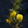 Fotografia 25 da espécie Ononis variegata do Jardim Botânico UTAD