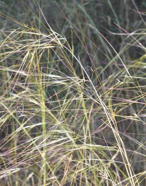 Fotografia 1 da espécie Stipa lagascae no Jardim Botânico UTAD