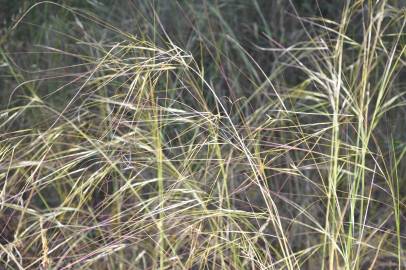 Fotografia da espécie Stipa lagascae