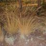 Fotografia 4 da espécie Stipa bromoides do Jardim Botânico UTAD