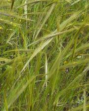 Fotografia da espécie Stipa capensis