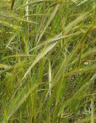 Stipa capensis