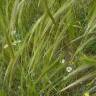 Fotografia 3 da espécie Stipa capensis do Jardim Botânico UTAD