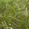 Fotografia 4 da espécie Stipa capensis do Jardim Botânico UTAD