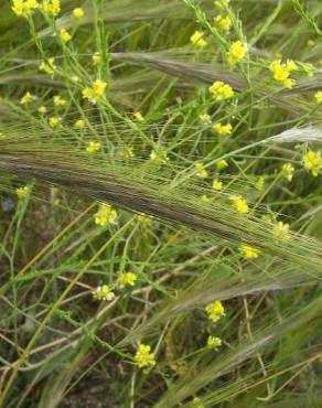 Fotografia 6 da espécie Stipa capensis no Jardim Botânico UTAD