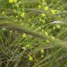 Fotografia 6 da espécie Stipa capensis do Jardim Botânico UTAD