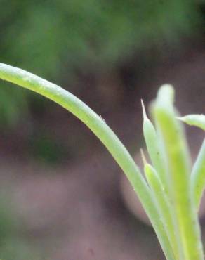 Fotografia 6 da espécie Suaeda splendens no Jardim Botânico UTAD