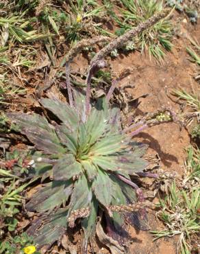 Fotografia 8 da espécie Plantago serraria no Jardim Botânico UTAD