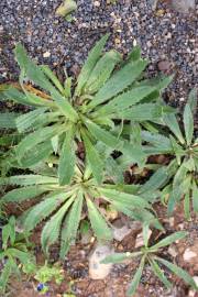 Fotografia da espécie Plantago serraria