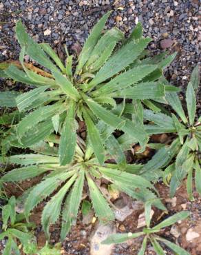 Fotografia 10 da espécie Plantago serraria no Jardim Botânico UTAD